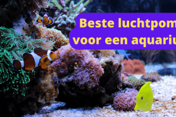 beste luchtpomp voor een aquarium
